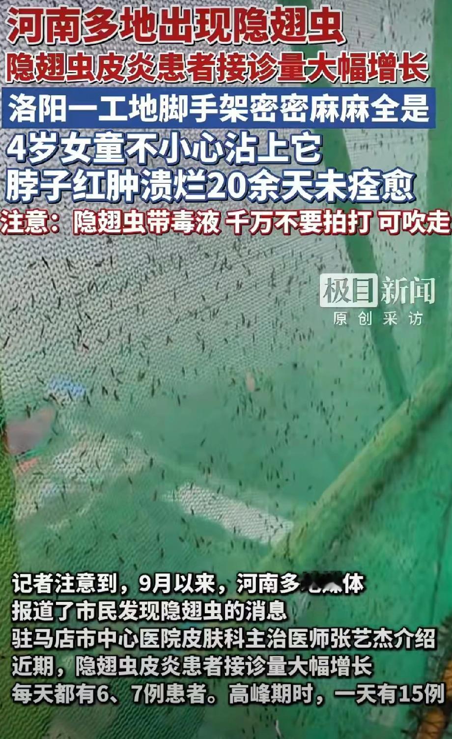 河南多地惊现“行走的硫酸”，一定要注意安全。近日，有网友称河南多地都出现了隐翅