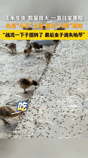 “人怎么能如此聪明！”9月，贵州，一男子因为没将玉米晒干，结果造成生虫了，不仅数