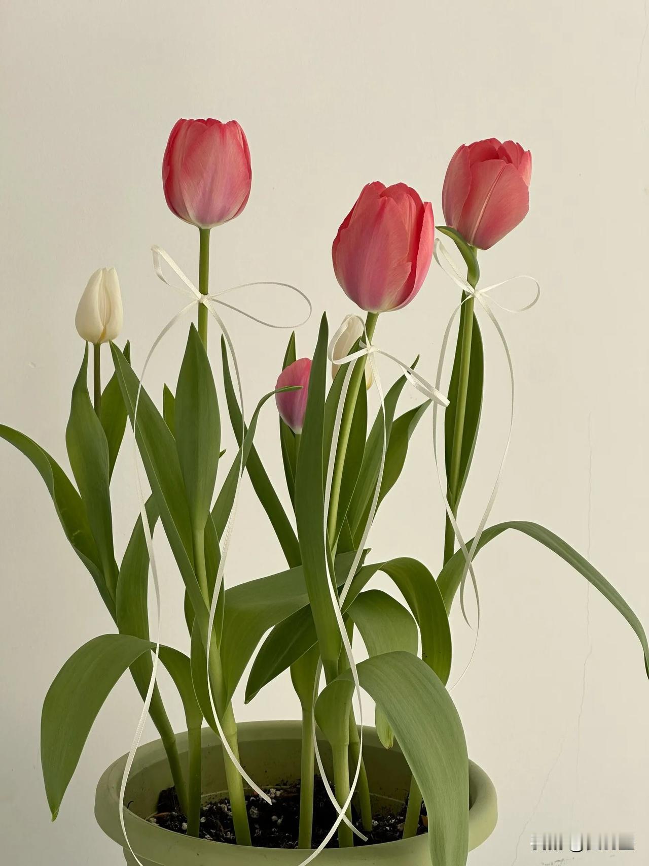 养几盆小花，放在阳台，看着它们慢慢发芽、长叶、开花，心里就很踏实[比心]