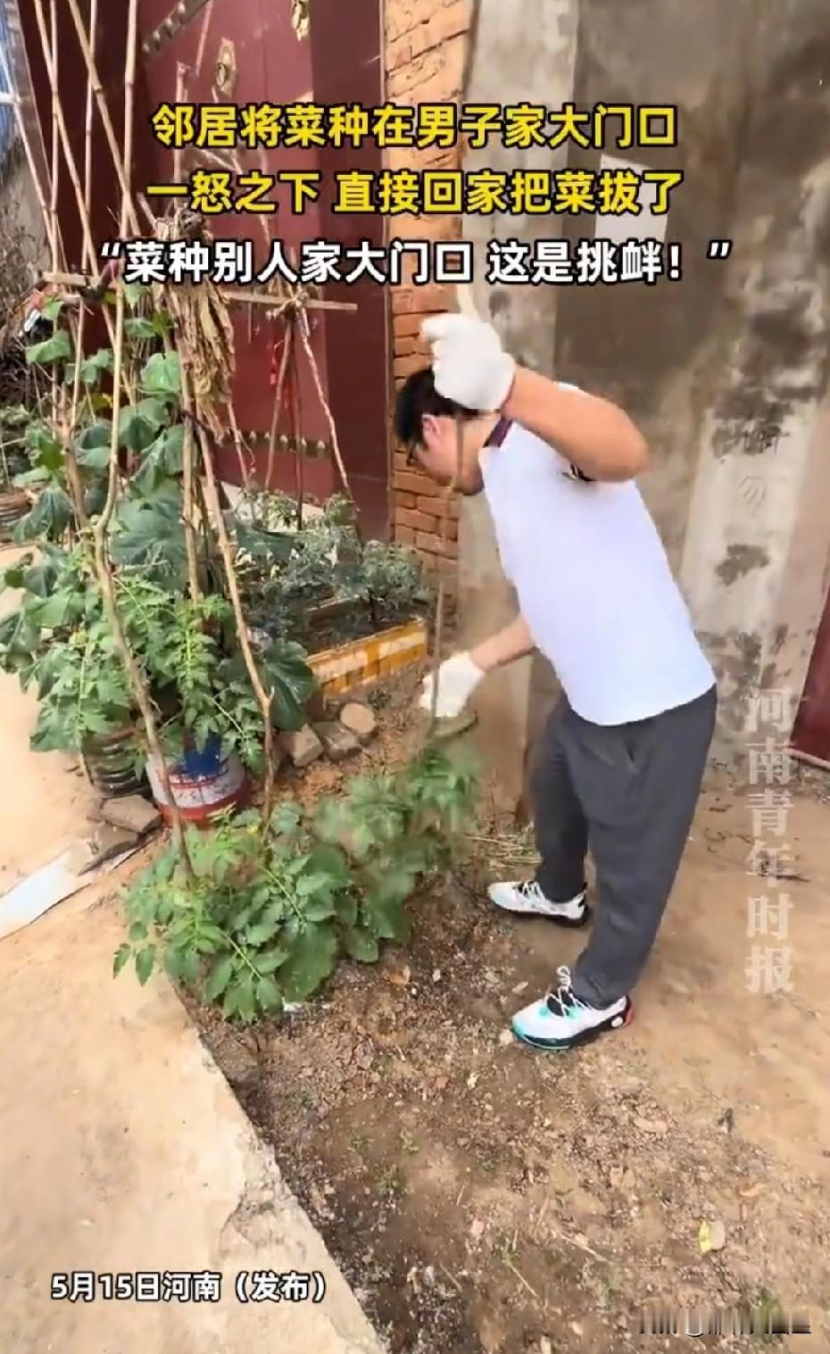 这样做恰当吗？邻居把菜种到家门口，男子劝说无效直接拔光5月15日，河南一男