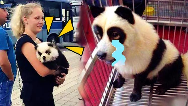 熊猫恶搞衣服视频,熊猫恶搞衣服视频大全