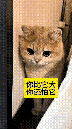 这视频我看了好几遍，实在太有意思了！家里的大橘猫个头壮实得很，反倒被个头小一圈的