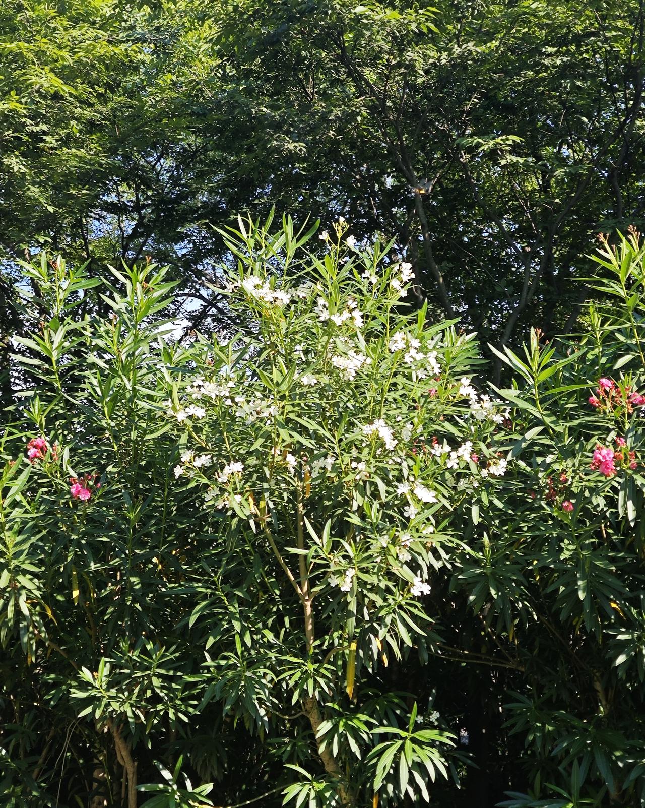 这就是夹竹桃，叶片细长像竹叶，花朵模样酷似桃花，花期长、长势旺，是城市绿化里很常