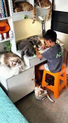 乖乖嘞！这小孩也太牛掰了吧！写个作业，桌上趴满了猫，还有狗子在旁边陪着，一个个都