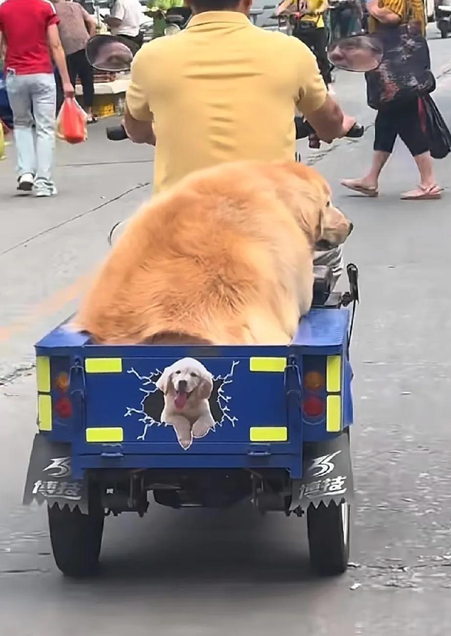12生肖它生生占了两个位置犬不犬猪不猪说犬比猪肥说猪张狗脸