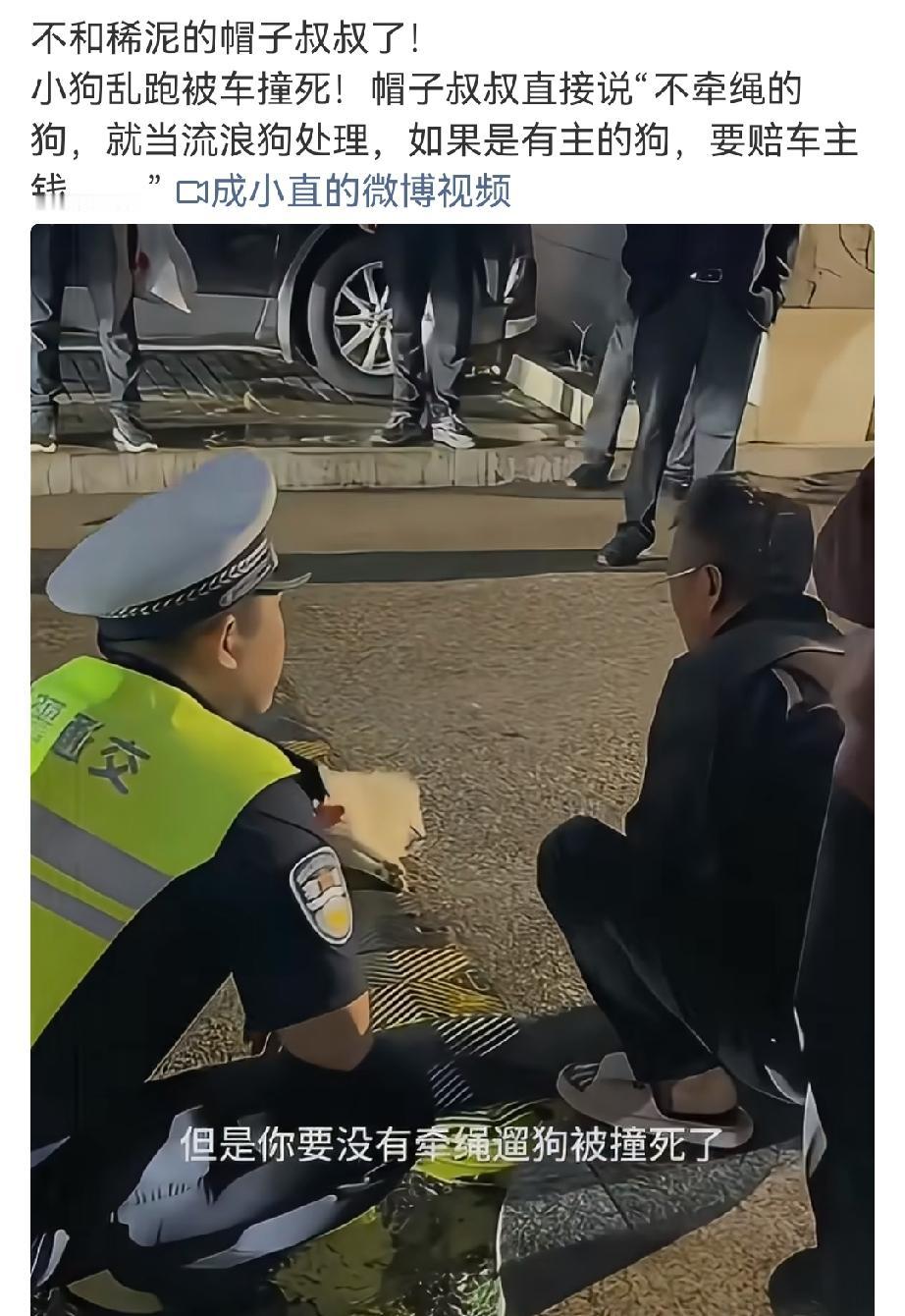 未牵绳小狗马路被车撞死事件，网友分化成2种立场，不少网友只同情宠物，忽略500到