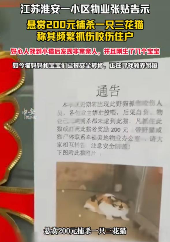 “最毒是人心！”江苏淮安小区物业悬赏200元追杀流浪猫，结局意外反转。6月2