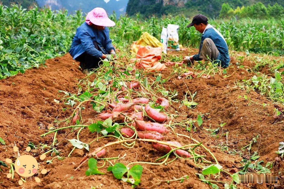 回到老家才发现邻居把我家荒废了几年的地全部种上了红薯我去找邻居询问此事