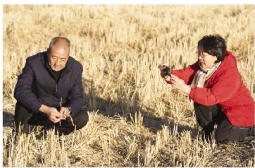 “黄金搭档”让撂荒地变“致富田”