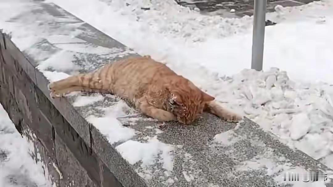 太可怜了!一位北方大姐经常投喂流浪猫,可最近大降温她感冒发烧就没有出门投喂它们,