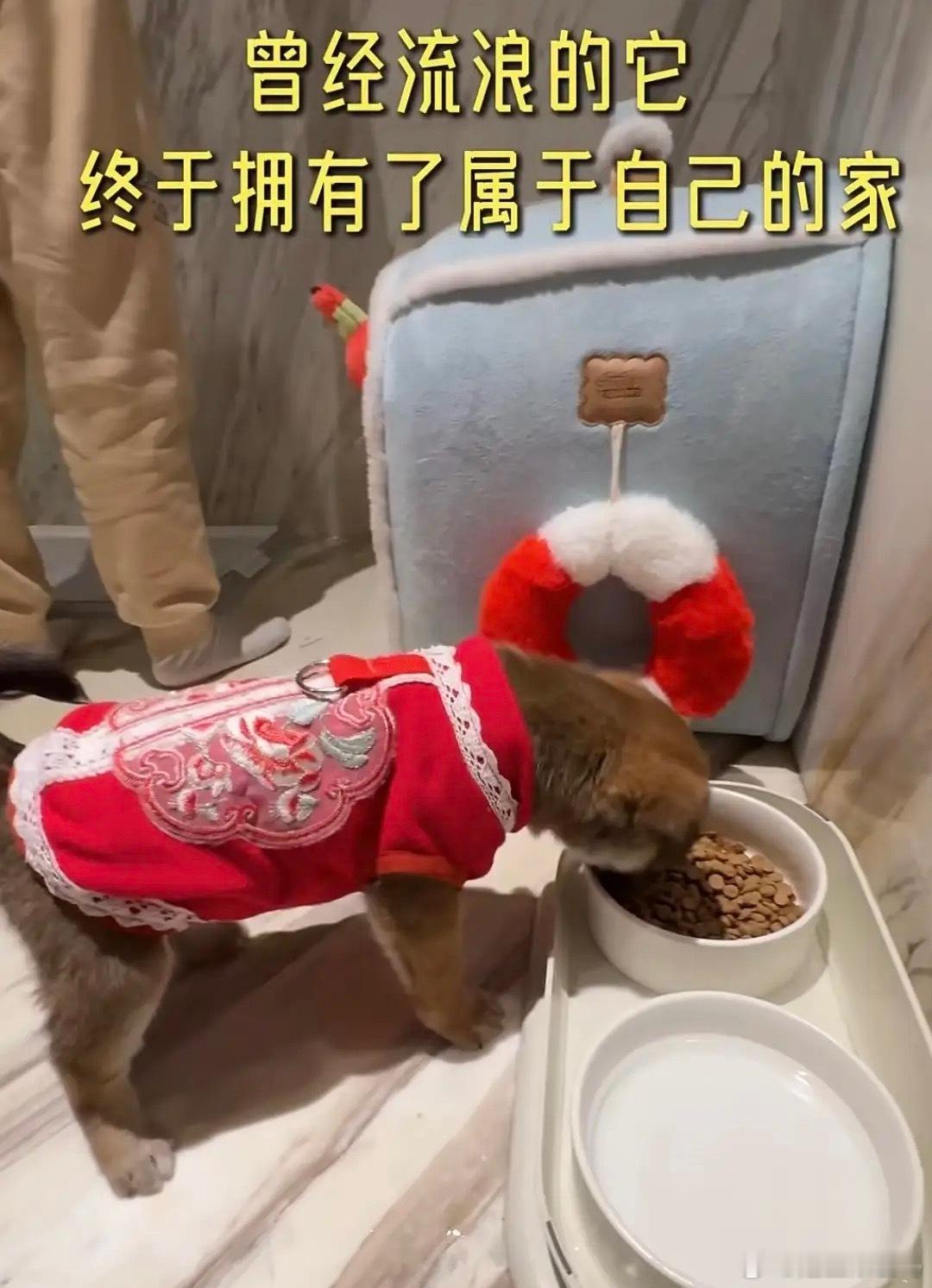 冉莹颖一家去领养流浪狗，三个儿子给小狗起名18，大方为小狗买新窝，还买了过年的红