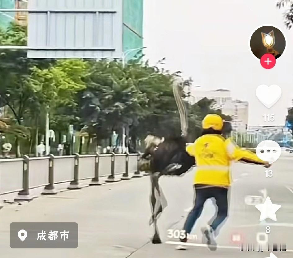 美团小哥骑鸵鸟送外卖，半路上鸵鸟不干了。原来是鸵鸟出逃，被路过外卖小哥遇到
