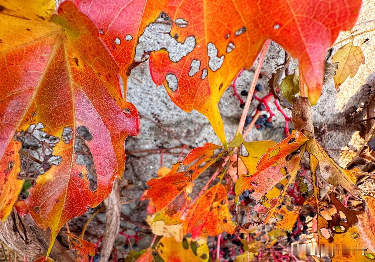 《秋樱的告别信》当枫叶把群山染成邮戳银杏在风里抖落金箔你藏在人行道的褶皱