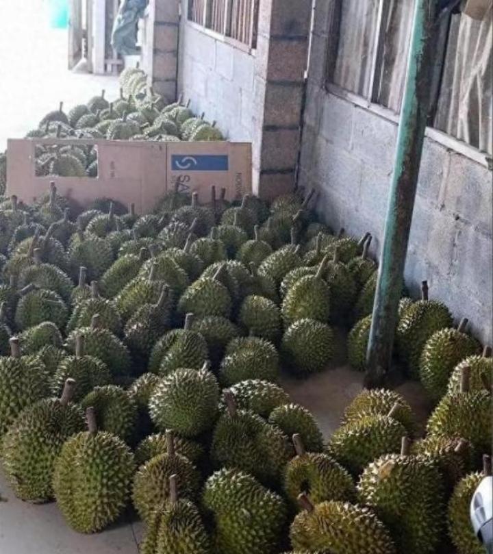 赚中国人钱毒害中国人！越南榴莲在中国曾一年狂赚30亿，但他们不好好种水果，却在果