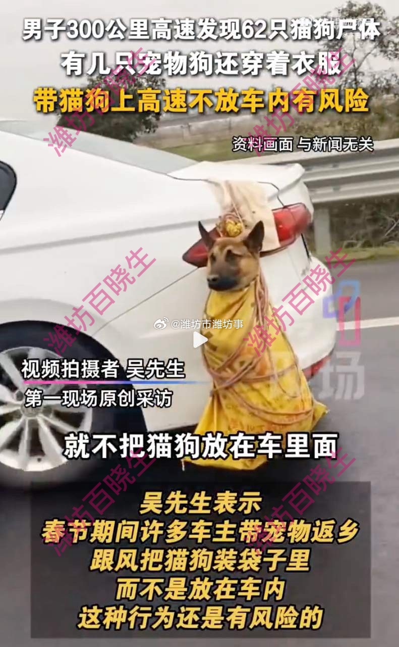 男子高速路上发现62具宠物尸体太气人了！2月25日四川吴先生从乐山开车去重庆，3