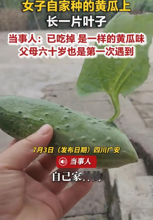 “林子大了什么都有！”四川广安，一女子前两天在自家菜地里碰上桩怪事，她发现一根黄