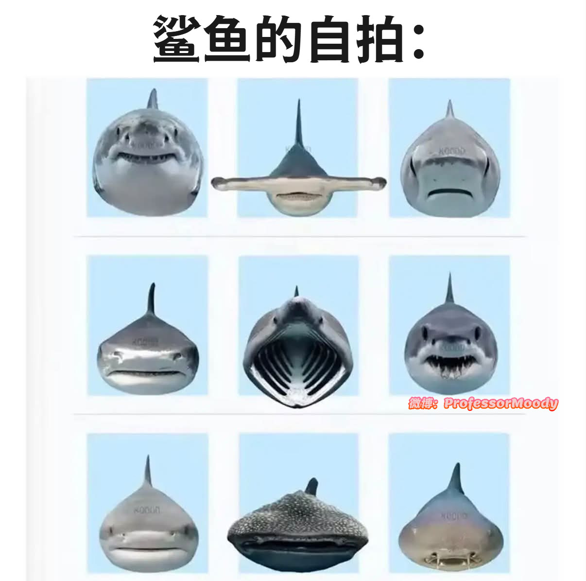 证件照可爱捏meme​​​