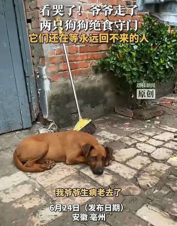 看哭了！近日，安徽亳州一名女子发视频称，自己的爷爷因病去世后，两只小狗就开始绝食
