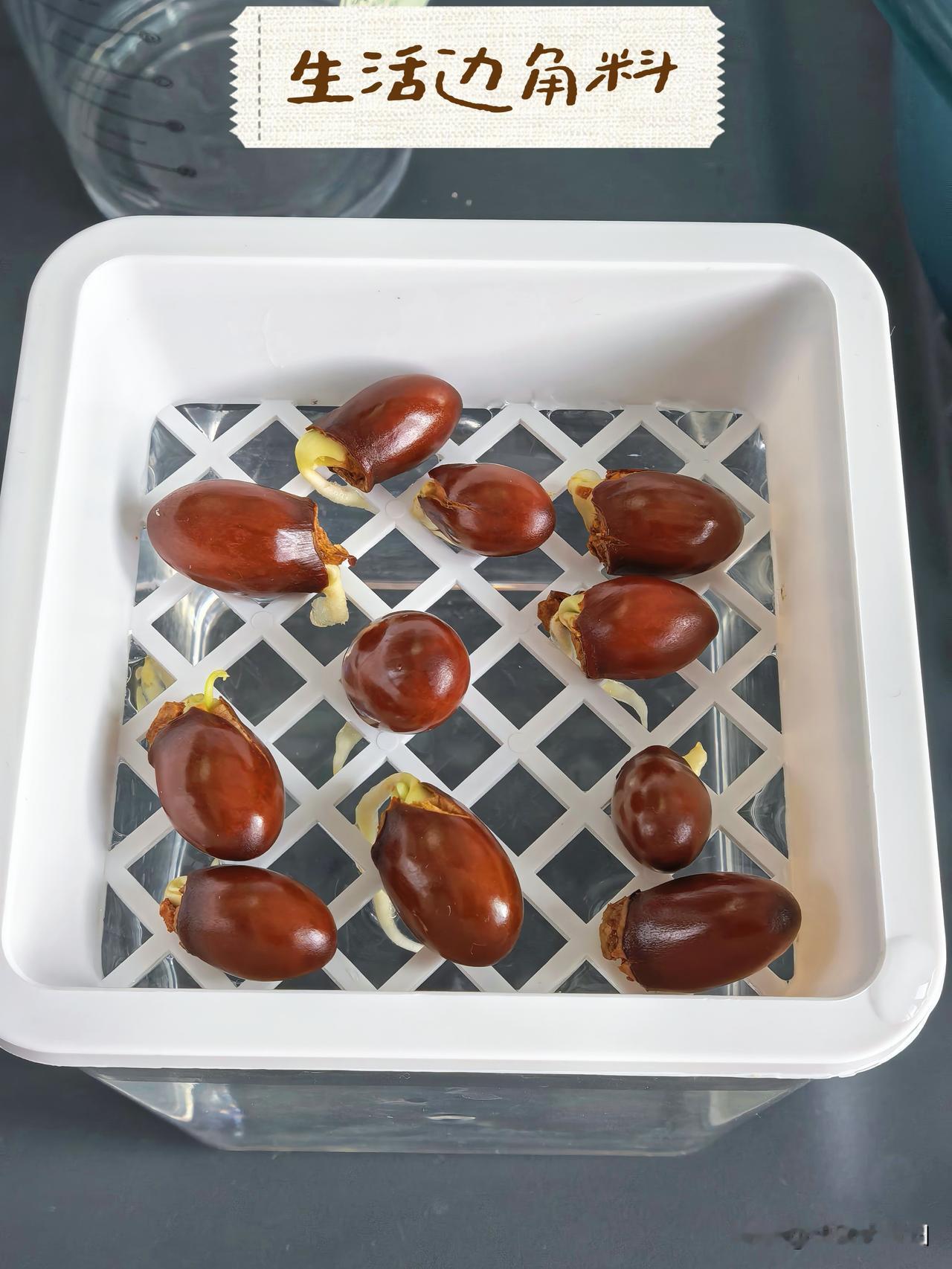荔枝核终于浸泡好了，发芽了，可以放进水里水培了，后面陆陆续续荔枝核也来了，要不了