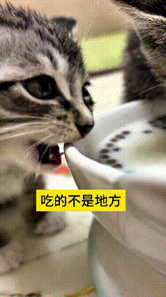 看到这只小猫，我连着看了好几遍！别的猫都凑在碗里喝得美滋滋，它可好，对着碗边儿咔