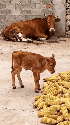 感觉象AI，仔细看叨玉米时嘴张开太小。母子情深！血脉相连。动物都懂得反哺