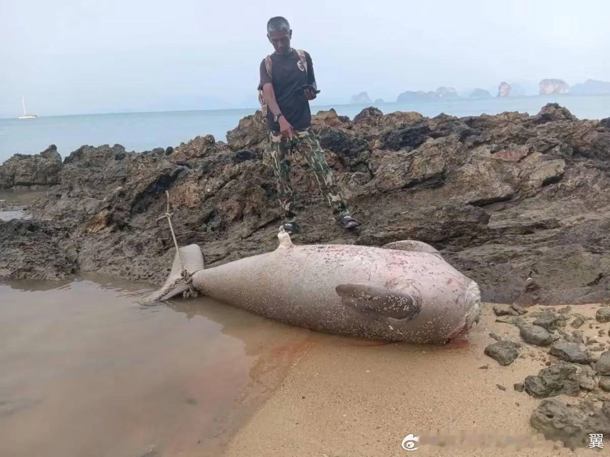 泰国海岸惊现被斩首美人鱼4月9日，在泰国攀牙府（PhangNga）瑶岛（Ko