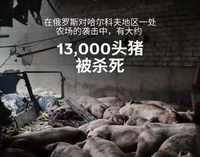 打不了军事目标，俄罗斯发射导弹精确打击乌克兰一农场养猪场，造成13000头猪伤亡