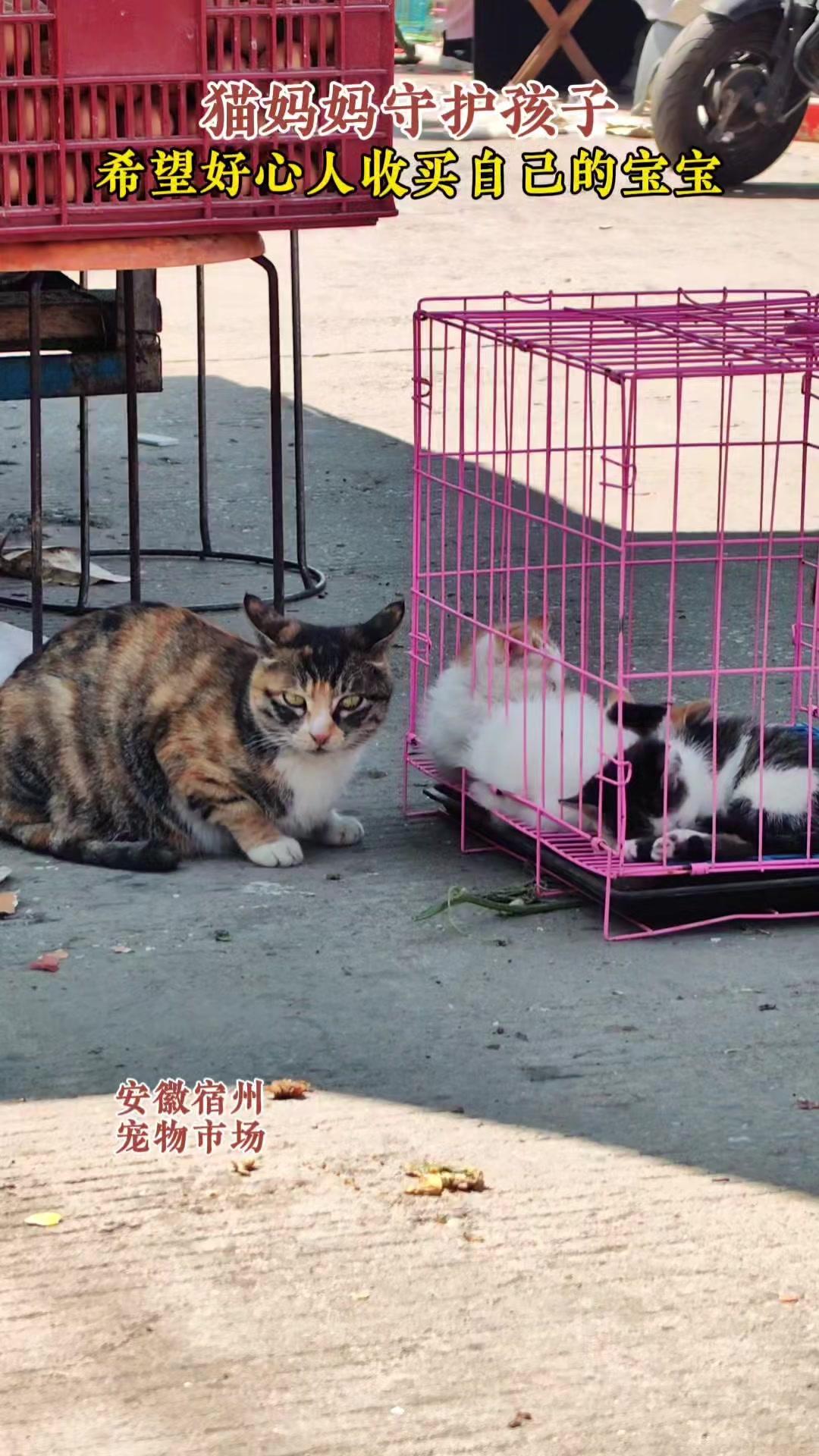 🐱宿州宠物市场偶遇心疼一幕：猫妈妈紧紧护着幼崽，眼神里满是担忧。看它小心翼翼的