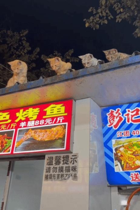 “笑不活了!”贵州贵阳，一烤鱼店老板正专心烤鱼，翻面、撒调料，忙得热火朝天，哪