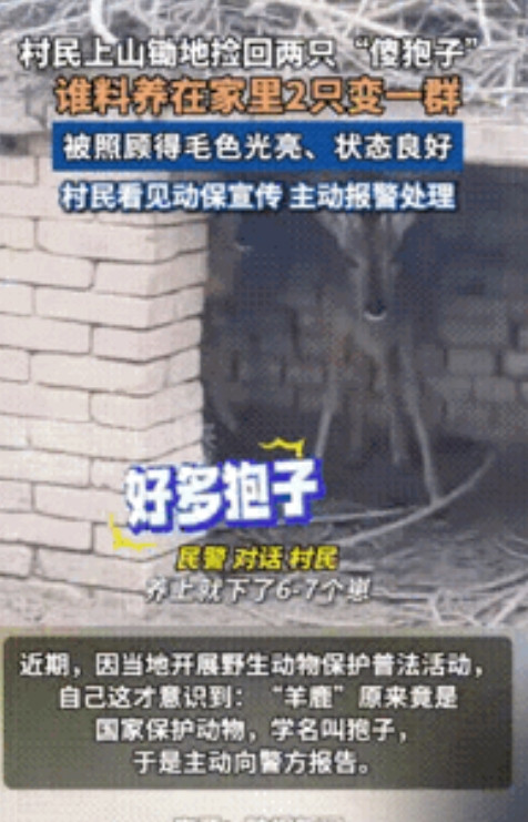 “长期饭票没了！”6月27日，陕西一村民上山锄地时，竟将两只“傻狍子”带回家精心