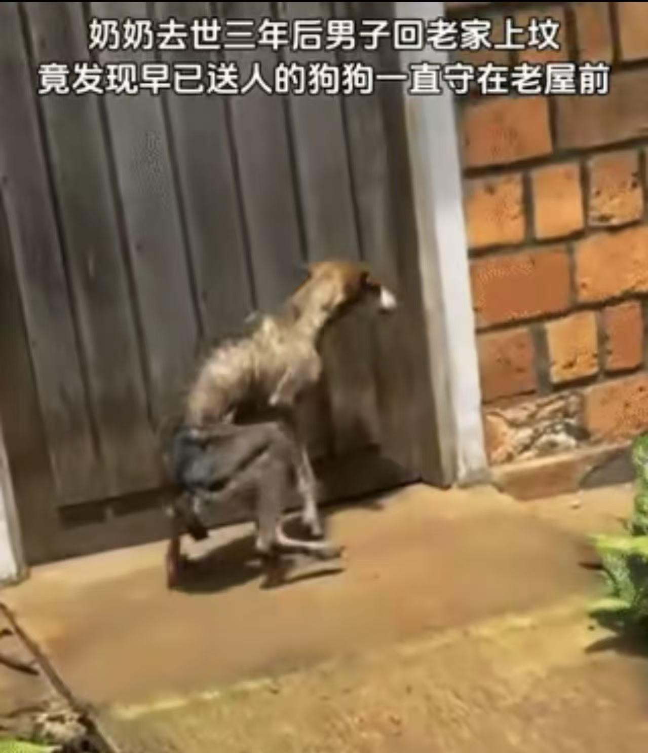 科学解释不了！奶奶去世后，男子把奶奶养的狗送人。三年后，他回老家给奶奶上坟，竟发