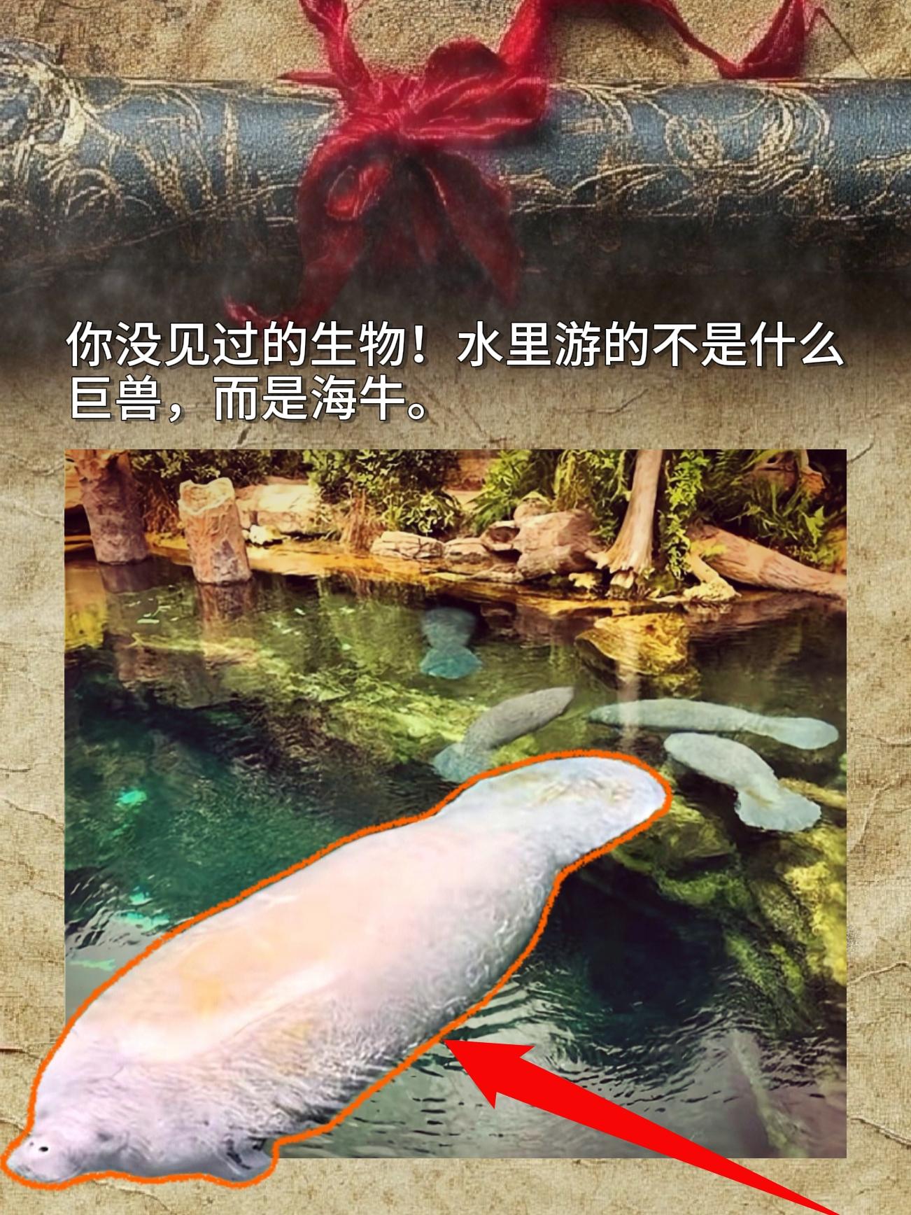 你没见过的生物！水里游的不是什么巨兽而是海牛。