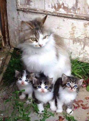 猫妈为什么看上去不高兴.