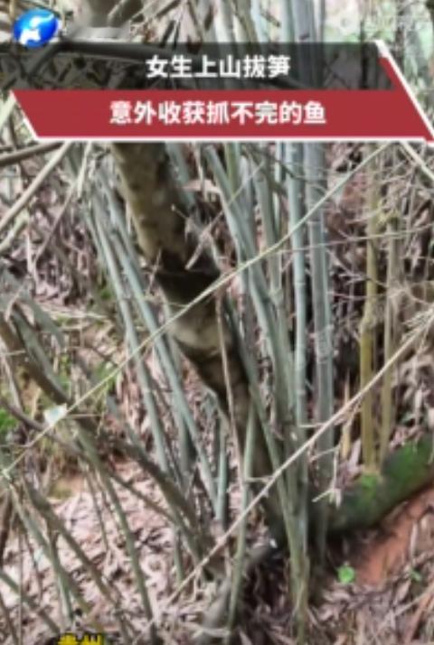 谁说普通人的善良，就不算英雄呢？4月28日报道，贵州一女生上山拔笋，意外