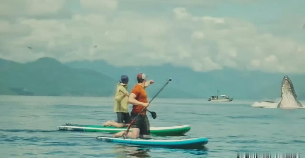 出海十分钟，鲸鱼就蹭到王一博船边。那个大胡子向导愣了——他在这片海域泡了十年，