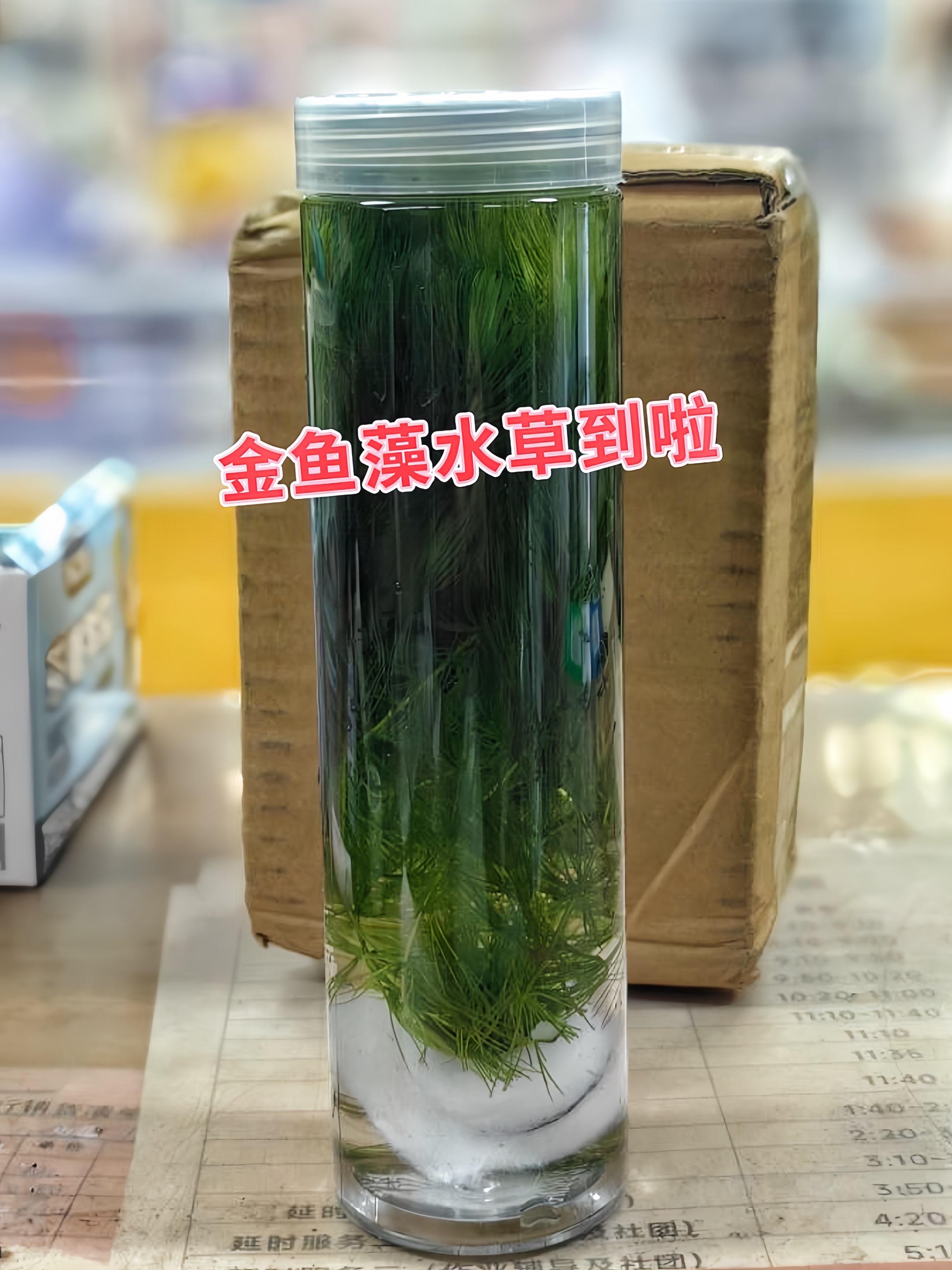 自然造景大师  金鱼藻，以其纤细丝状叶片与柔滑分枝茎干，勾勒出水下灵动...