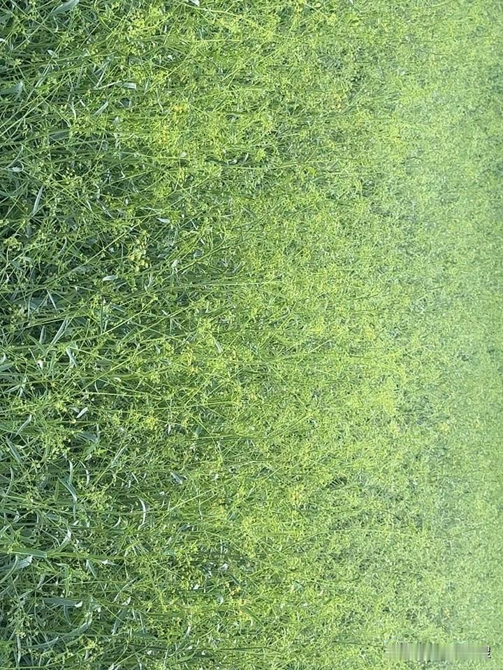 这一片一片的药材，要开花了。有人说是柴胡，有人说是桔梗，也不知道是什么。这个问
