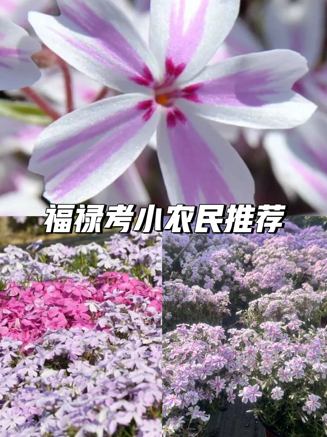 鱼骨令箭 |Disocactus anguliger