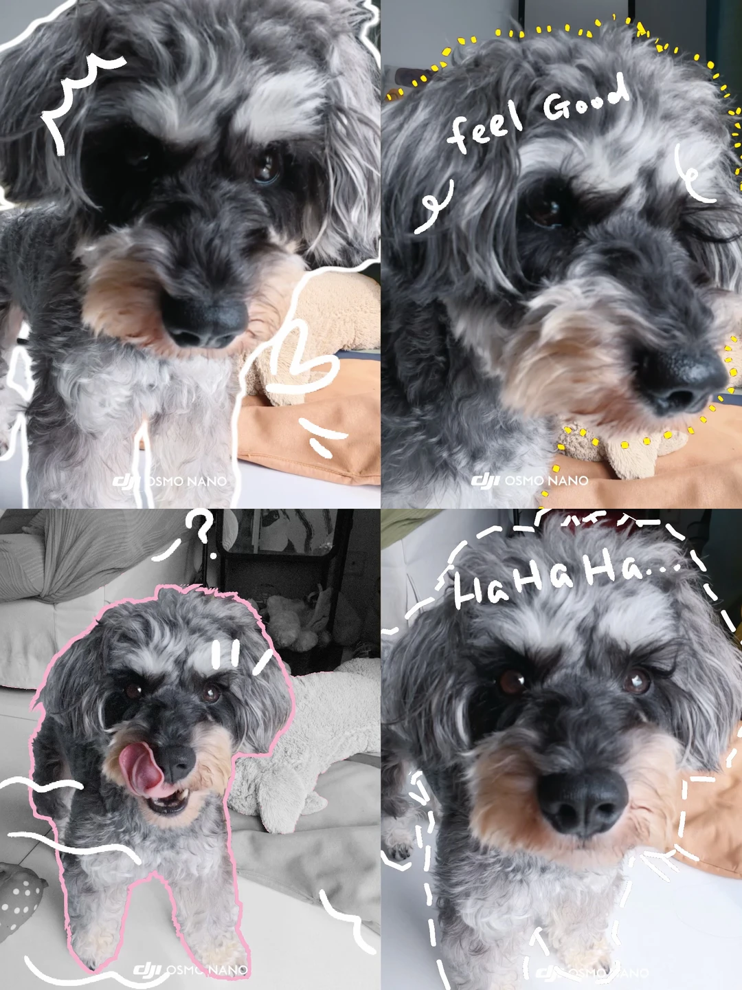 养一只满眼都是你的小狗🐶