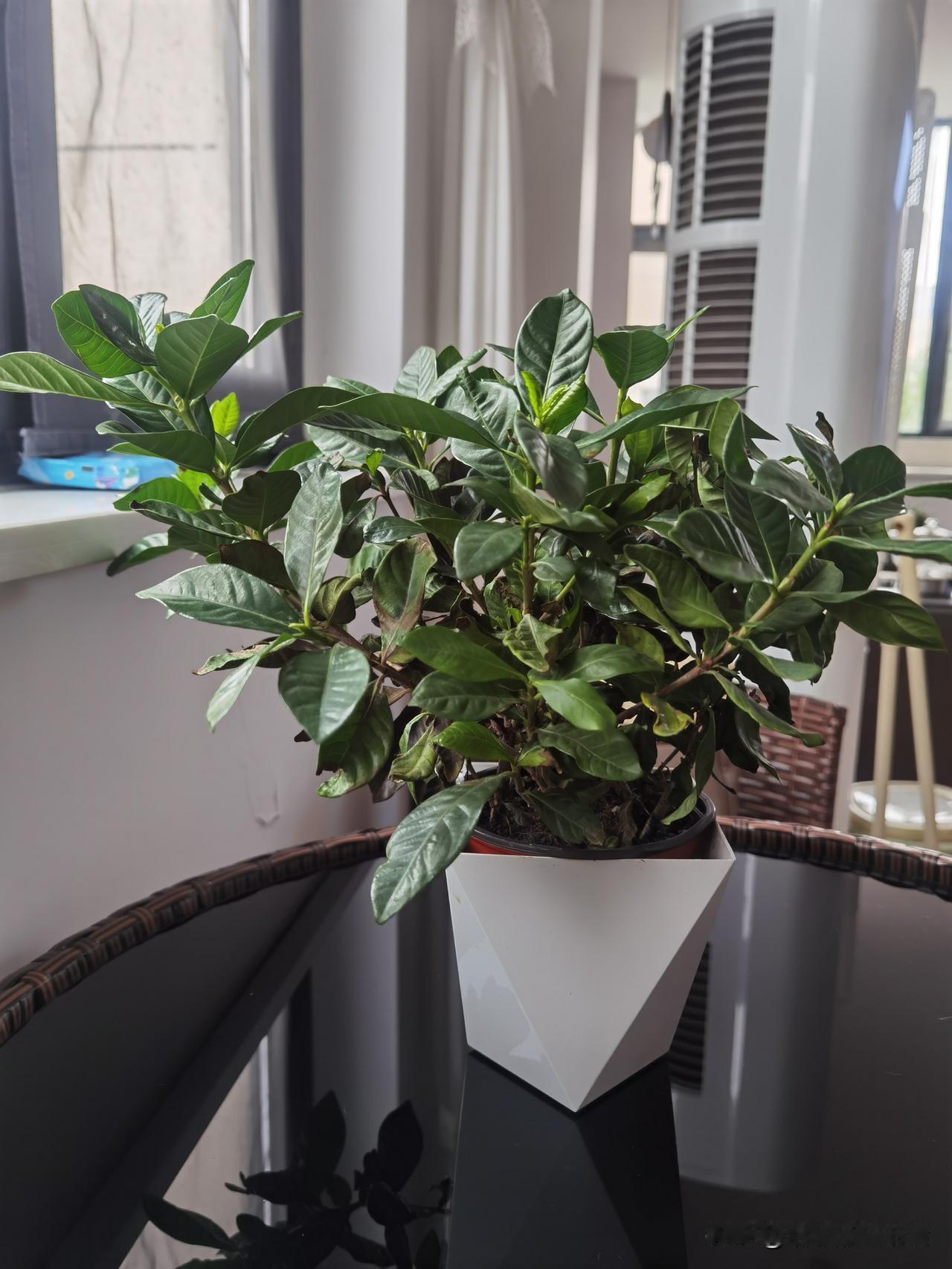 看看工作室的这盆栀子花，它的叶片油绿油绿的，不过有些叶子边缘有点枯黄，估计是养护