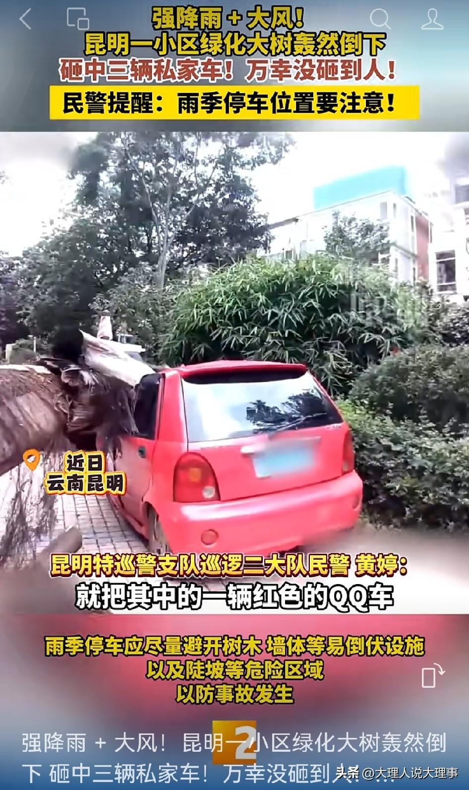 昆明这暴雨可太猛了，一小区里十多米高的大树直接从根部折断，横卧路中央，树枝树叶落