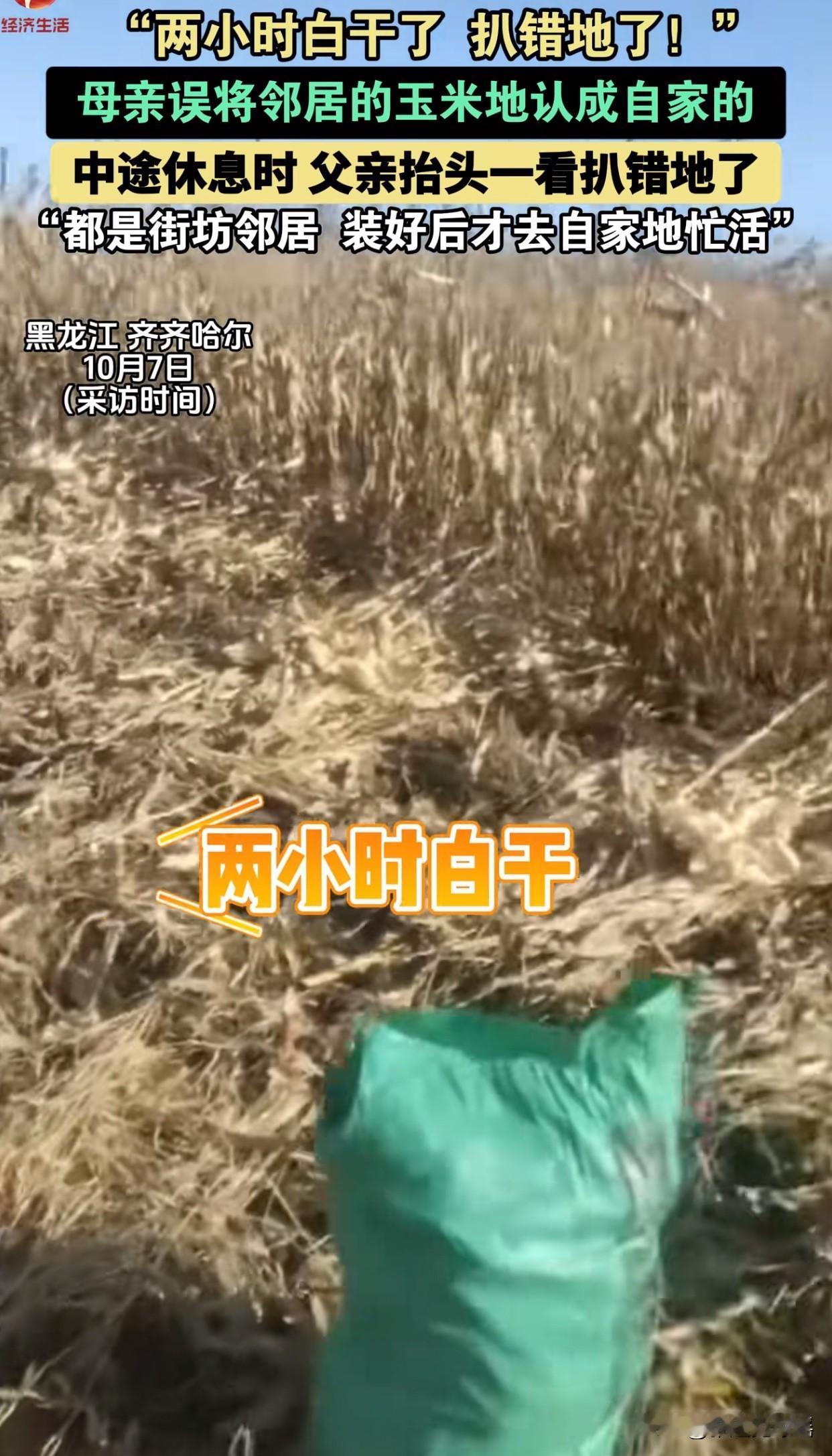 “真是哭笑不得啊！”黑龙江一大妈全家天没亮就下地收玉米，埋头苦干两小时后突然发现
