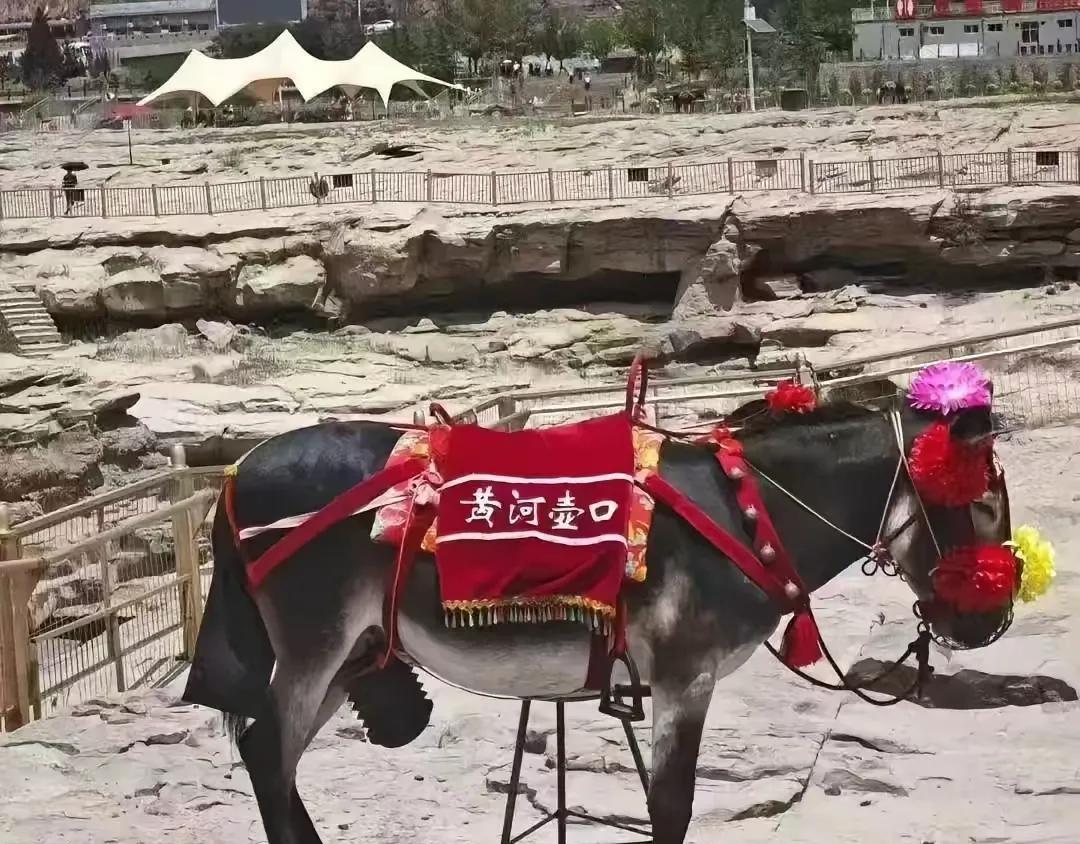 哈哈哈！笑死了！黄河壶口瀑布的驴万万没想到，自己有一天也会成了投诉对象。游