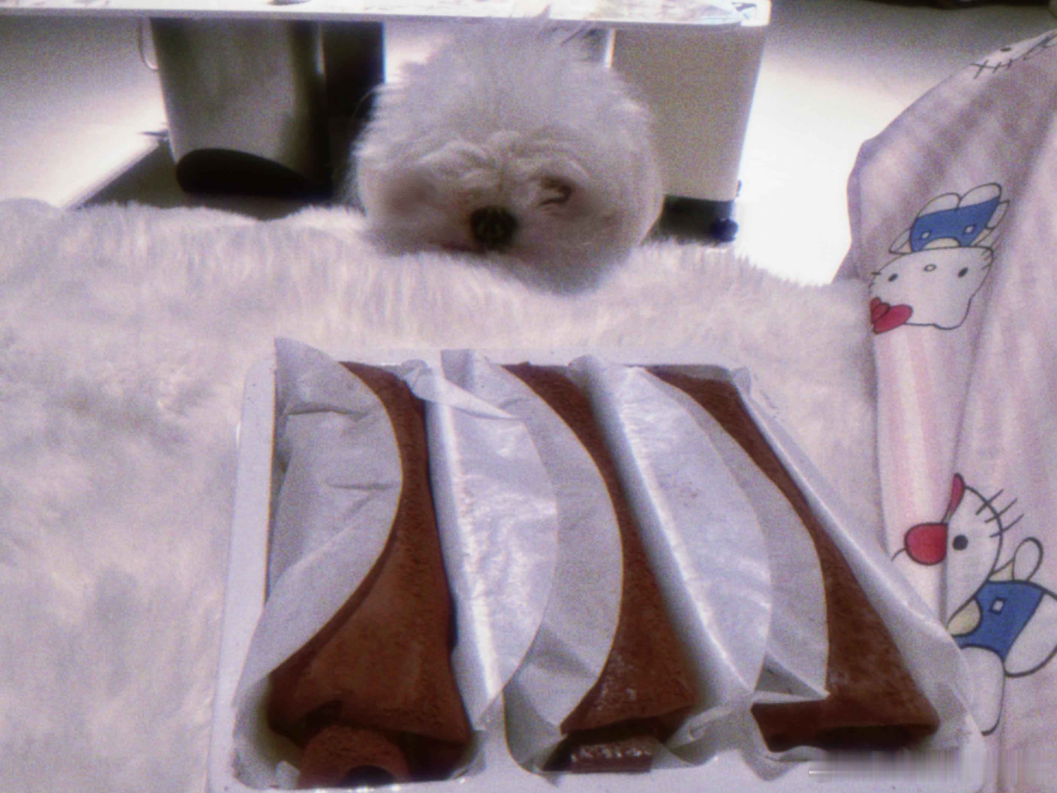 v10小狗很想吃巧克力毛巾卷下辈子当人嗷