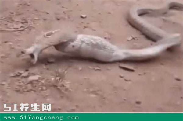 男子钓鱼发现“龙形生物”在地打滚, 没想到竟吐出来这东西!