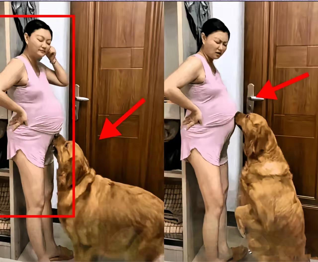 真佩服养巨型犬的朋友！但说实话，就算给我100万，我也不敢碰这种比人还高的大家