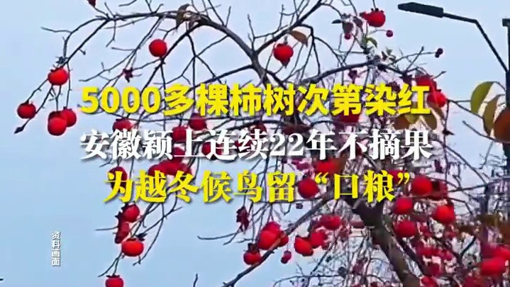 5000余棵柿树次第染红，安徽颖上连续22年不摘果，为越冬候鸟留“口粮”