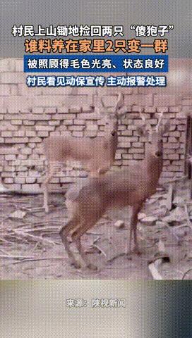 “长期饭票没了！”2025年6月，陕西一村民上山锄地时，竟将两只“傻狍子”带回家