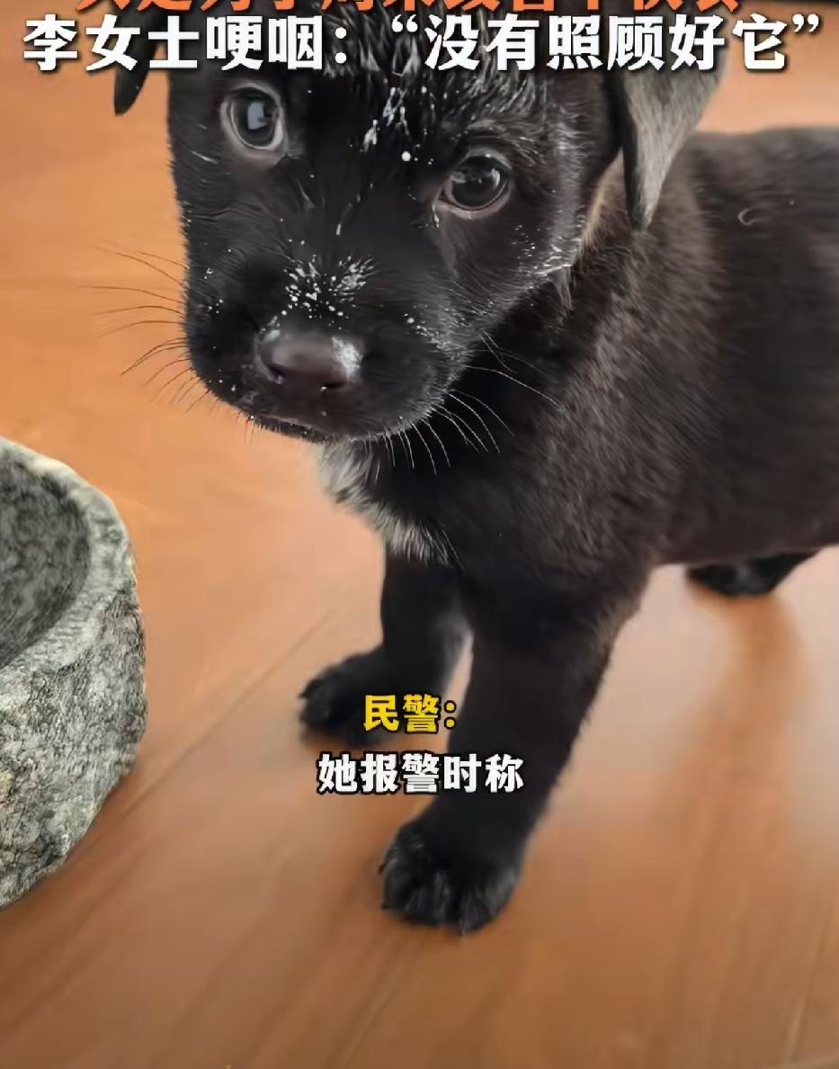 这种人要穷一辈子！湖南长沙，一只网红小黑狗“李逵”被人偷走吃掉，狗主人报警后，找