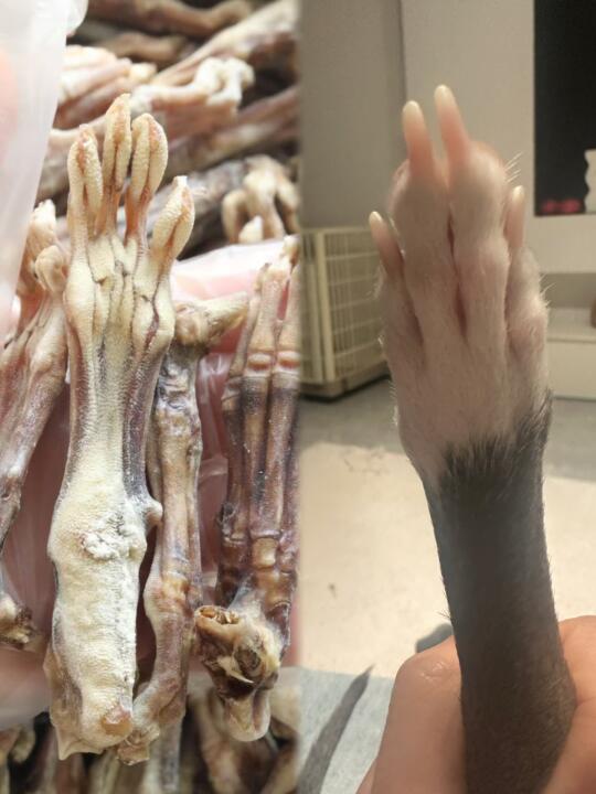 谁把我家狗爪爪 风干成磨牙棒了